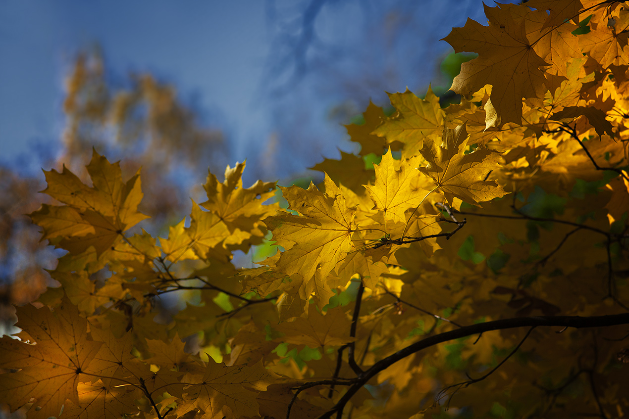 photo "***" tags: nature, macro and close-up, 