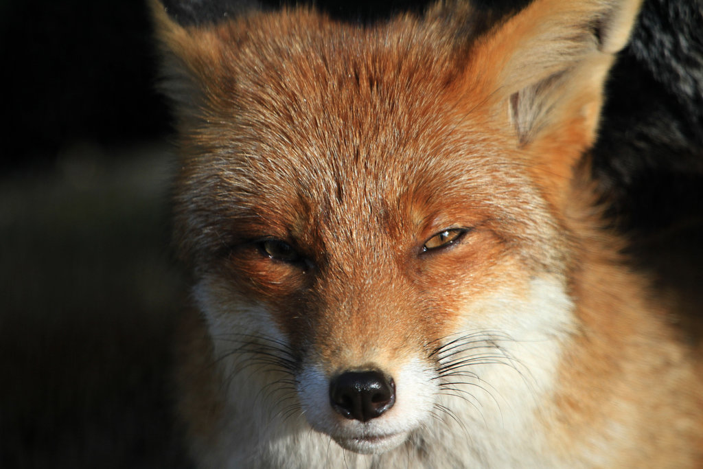 photo "Foxface" tags: nature, Fox