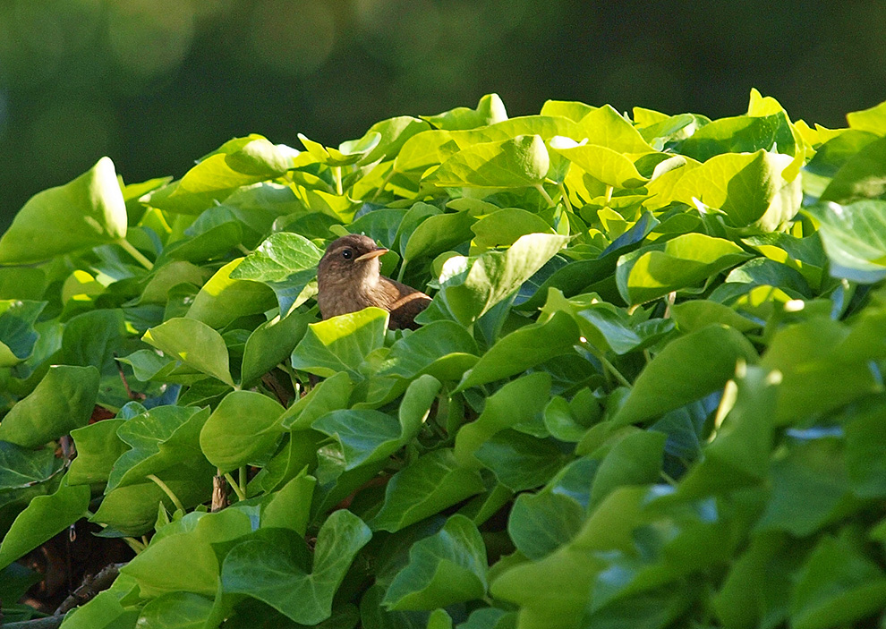 photo "Green cushion" tags: nature, portrait, reporting, 