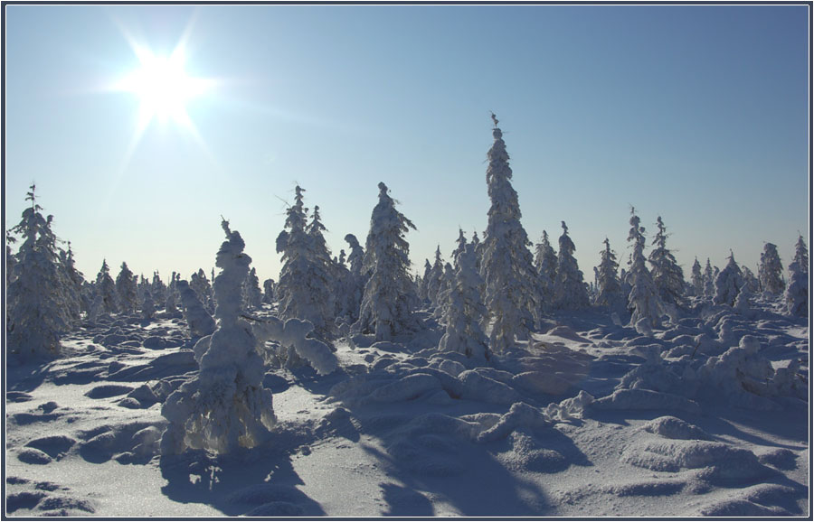 photo "***" tags: landscape, sun, taiga, мороз