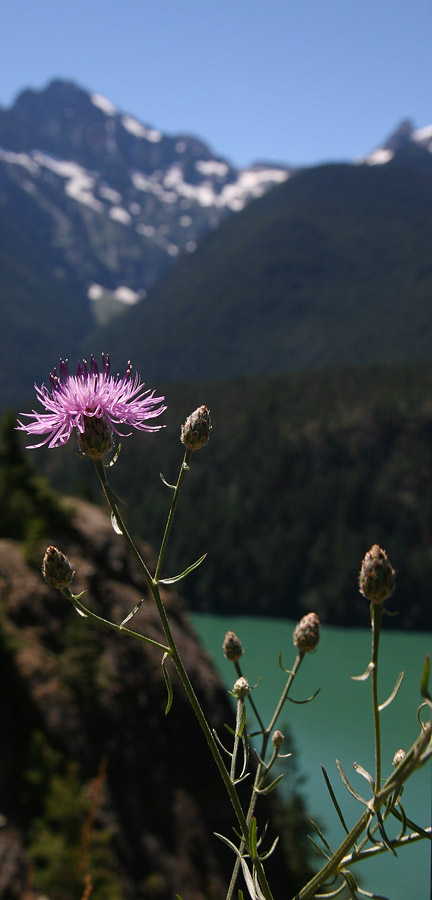 photo "Flowers and mountains" tags: nature, macro and close-up, flowers