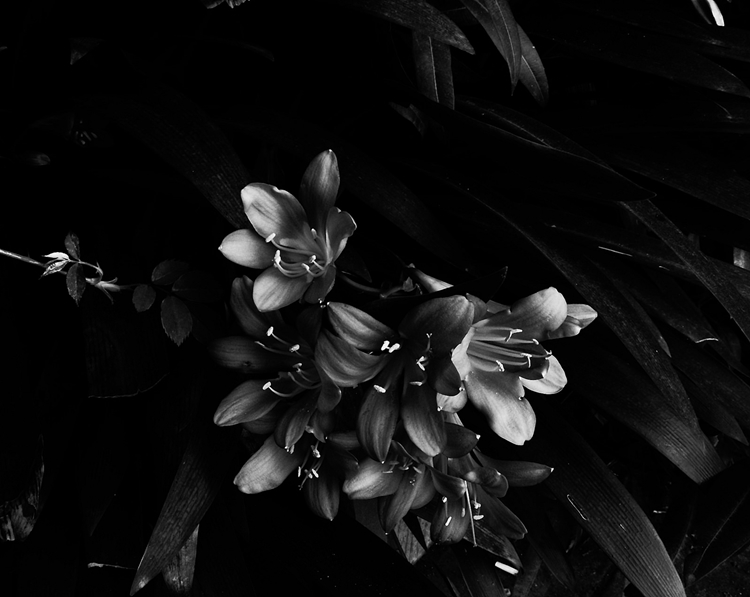 photo "***" tags: black&white, 