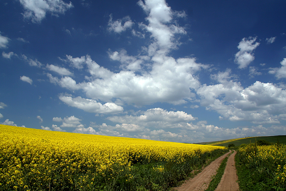 photo "***" tags: landscape, clouds, colors, field, romania, spring, yellow