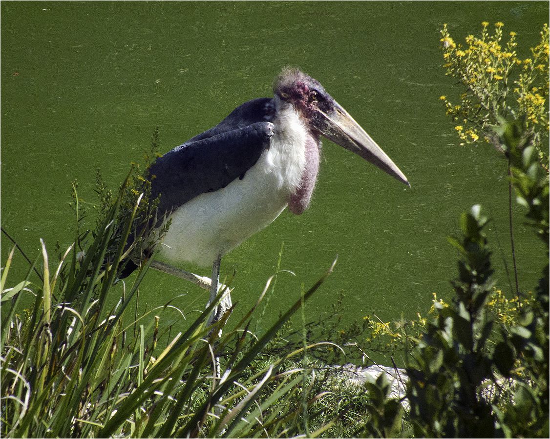 photo "Also stork" tags: nature, marabu, марабу