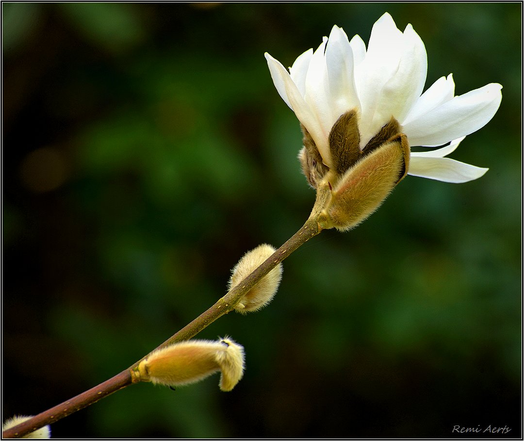 photo "***" tags: nature, fragment, macro and close-up, 