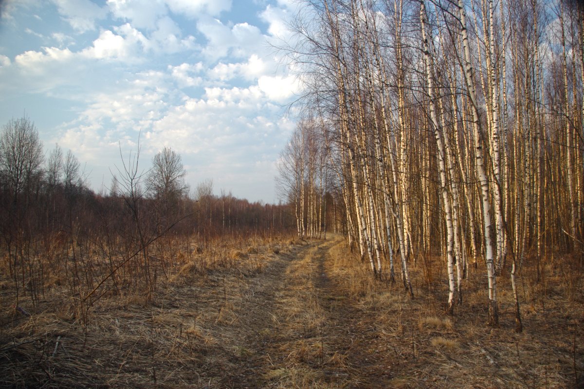 photo "March" tags: landscape, nature, clouds, forest, spring