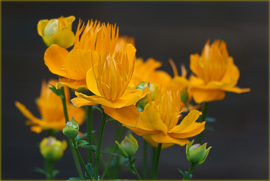 photo "***" tags: nature, macro and close-up, Trolleus, flowers, Купальница