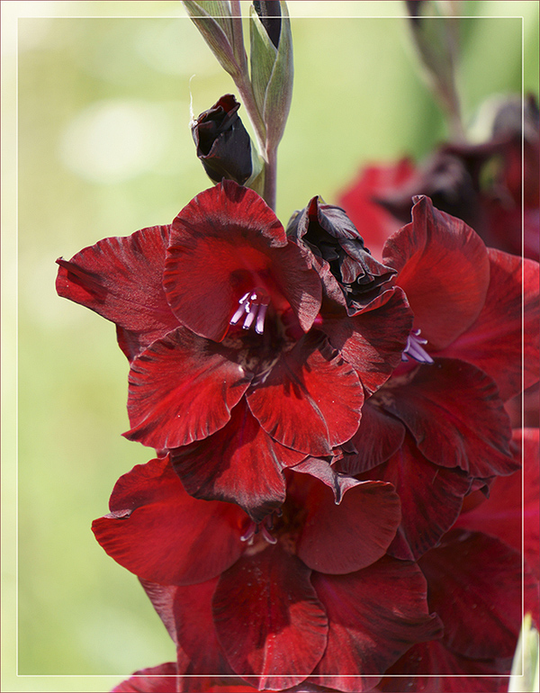 photo "***" tags: nature, Gladiolus, flowers, гладиолус