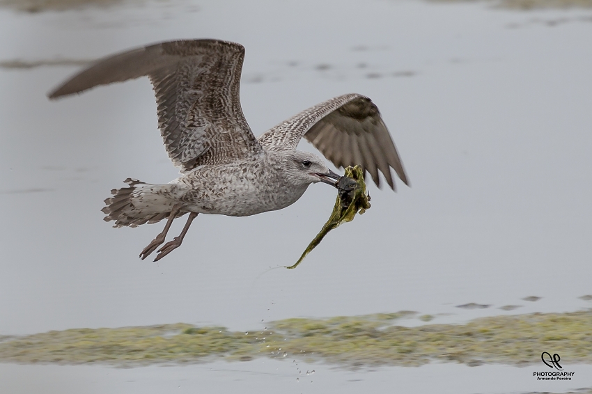 фото "Gaivota" метки: , 