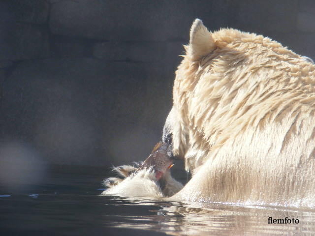 photo "Polar bear" tags: nature, 