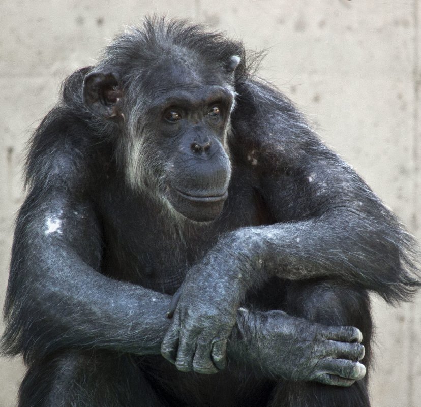 photo "Gray in his beard, and the devil" tags: portrait, nature, chimpanzees, old man, старик, шимпанзе