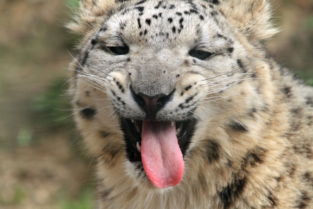 фото "Snow Leopard shows his tongue" метки: природа, Snow Leopard, leopard