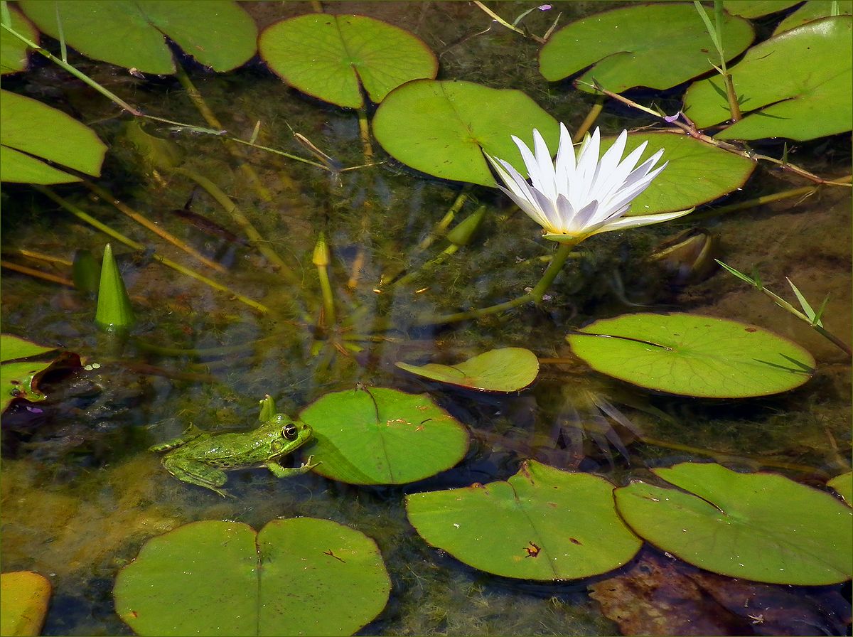 photo "Aesthete" tags: nature, pond