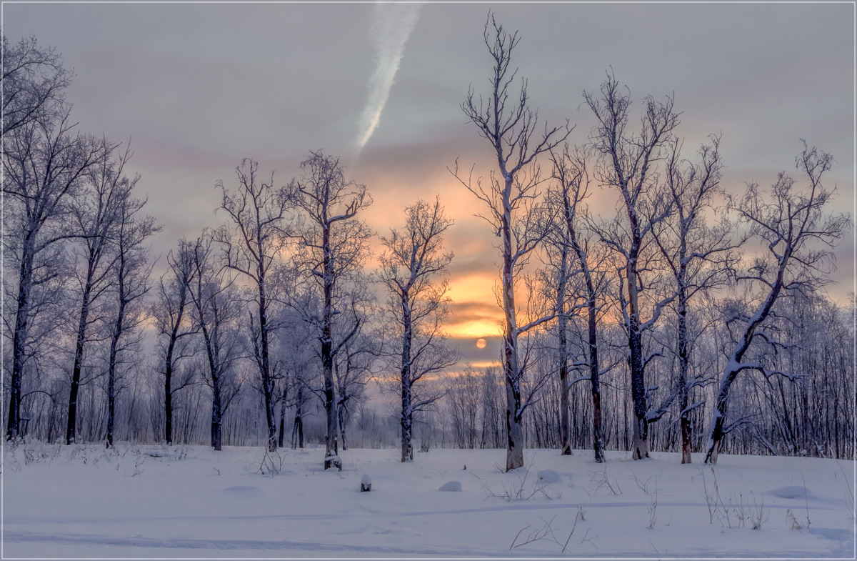 photo "***" tags: landscape, nature, forest, winter, мороз