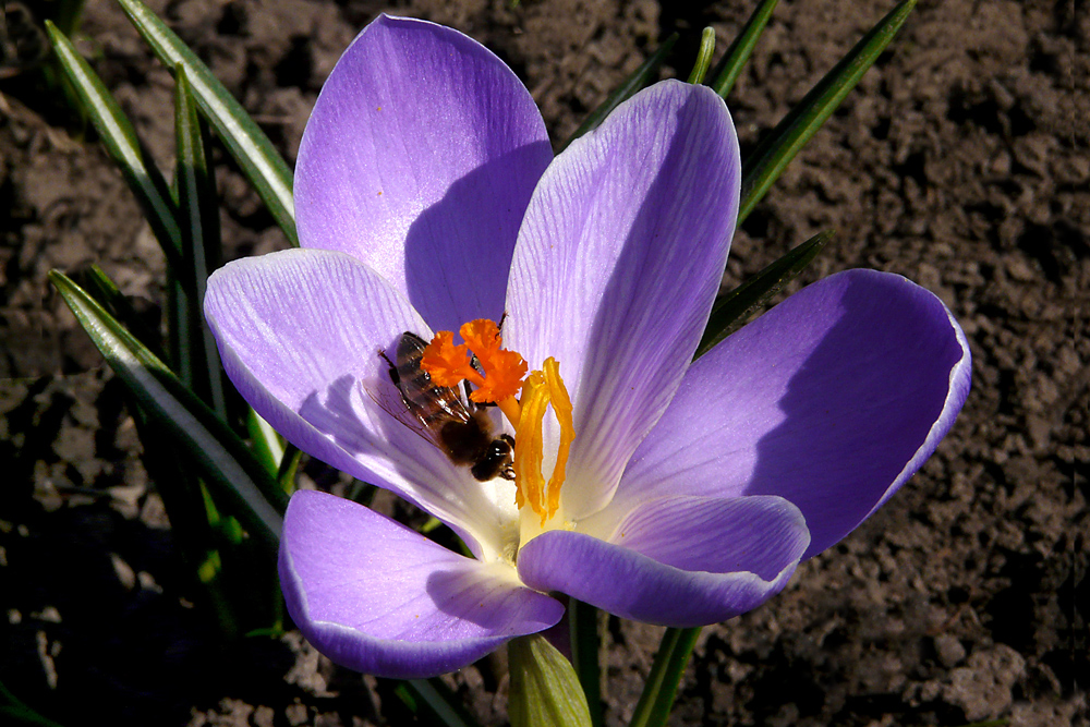 photo "***" tags: macro and close-up, close-up, flowers, insect