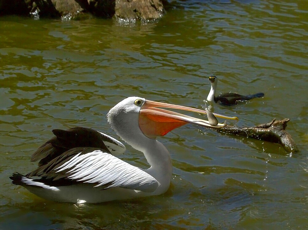 Пеликан ловит рыбу. Пеликан клюет. Пеликан поймал рыбу. Пеликан ест рыбу видео.