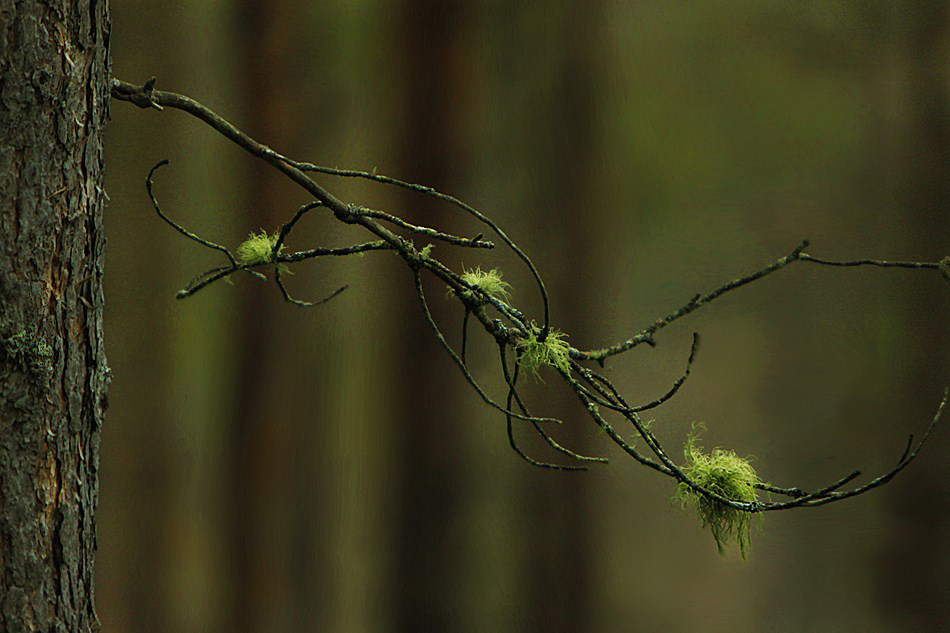 photo "In dark wood..." tags: nature, forest