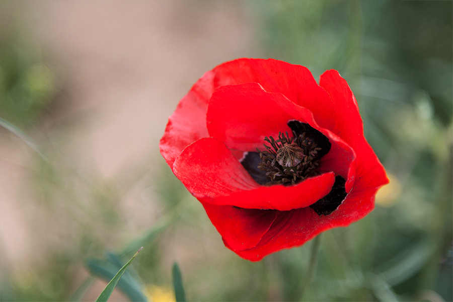 photo "***" tags: nature, flowers, spring
