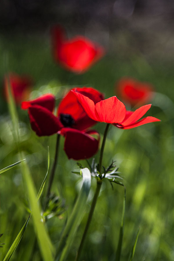 photo "***" tags: nature, flowers, spring