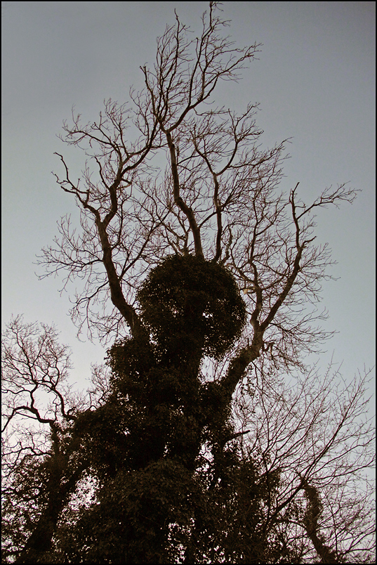 фото "Призрак леса" метки: природа, вид снизу, дерева, силуэты