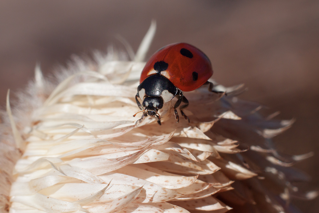 photo "***" tags: nature, macro and close-up, spring, бессмертник, божья коровка