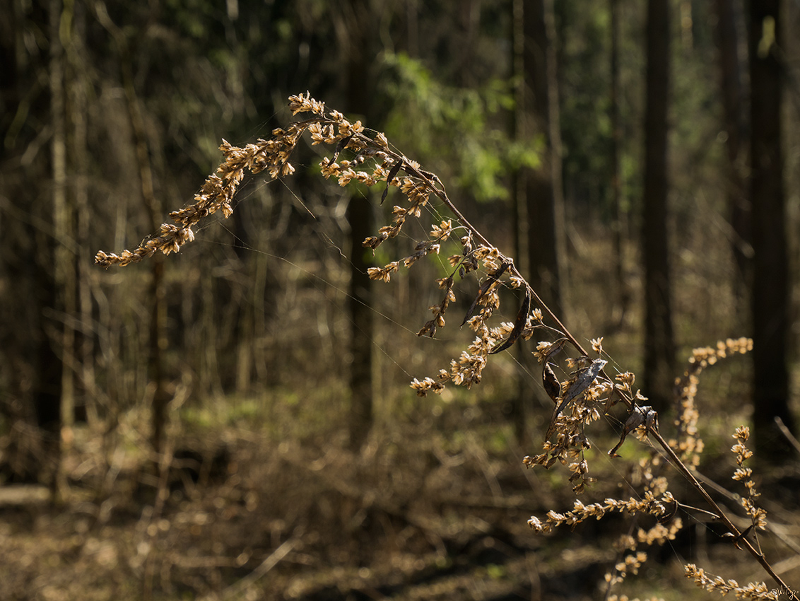 photo "***" tags: macro and close-up, spring