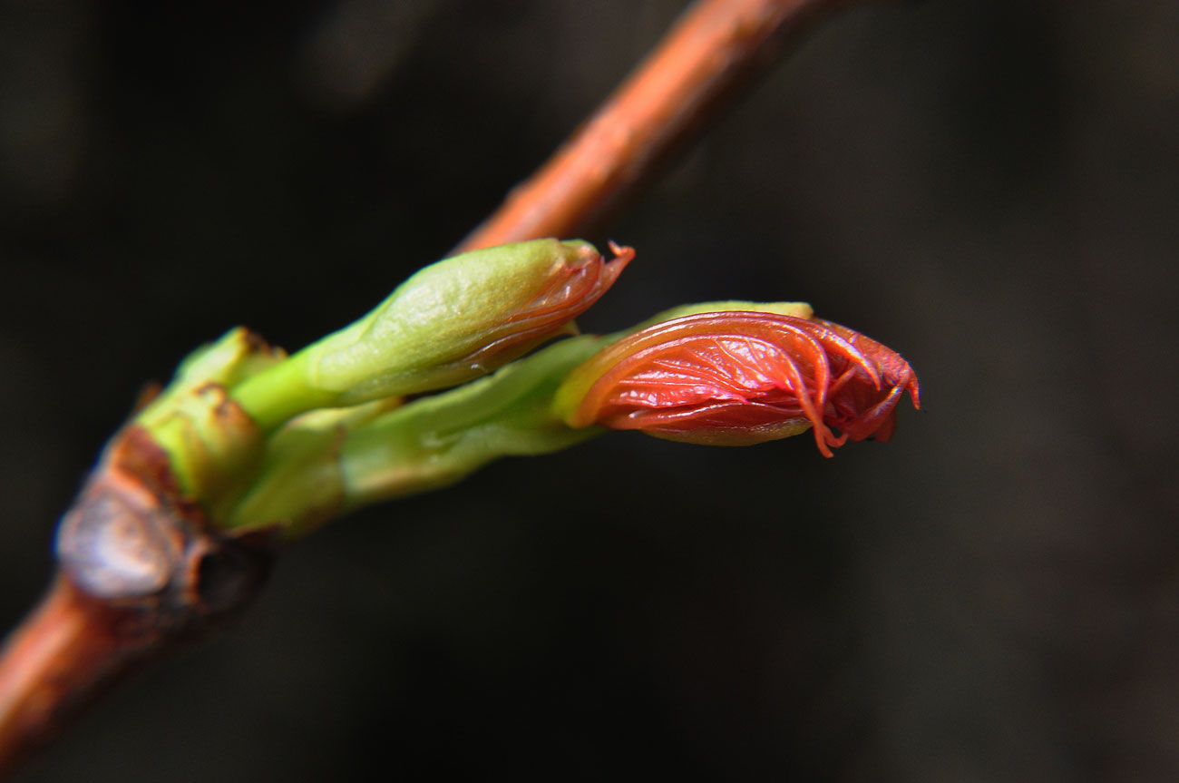 photo "***" tags: nature, macro and close-up, почка, росток