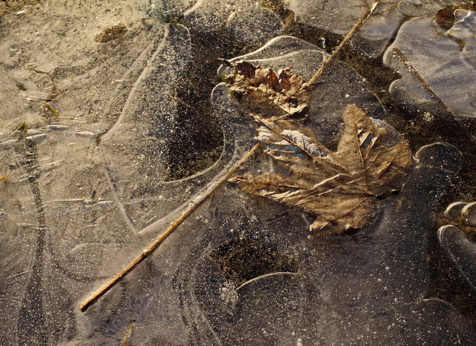 photo "spring morning metamorphosis" tags: nature, abstract, fragment, 