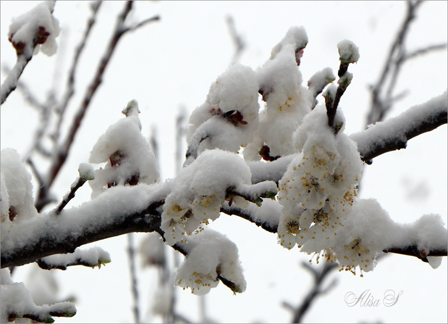 photo "***" tags: reporting, flowers