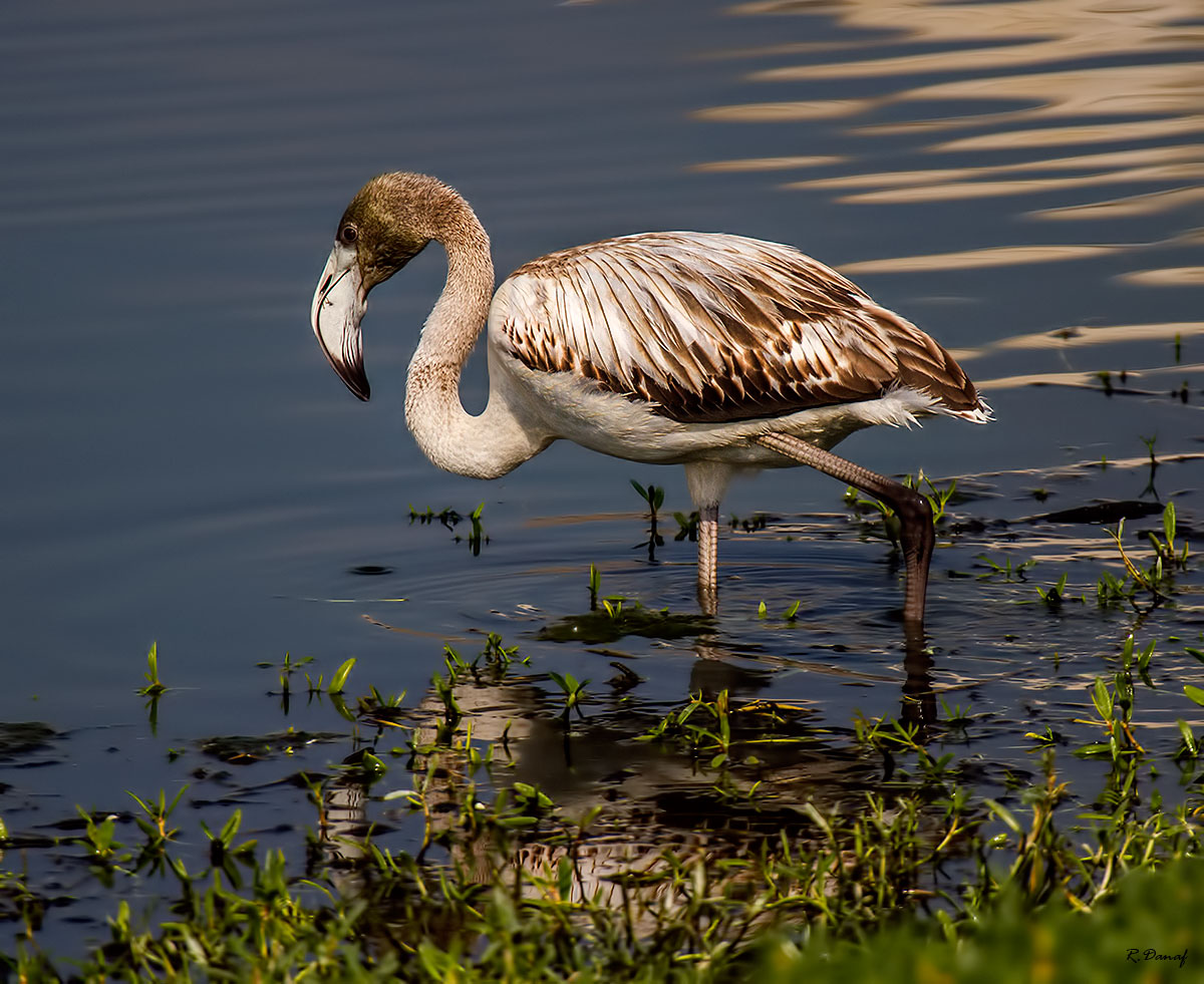 photo "Flamingo" tags: nature, 