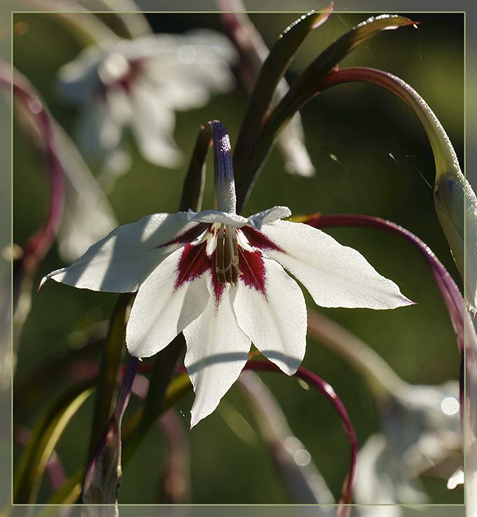 photo "***" tags: nature, Acidanthera, flowers, Ацидантера