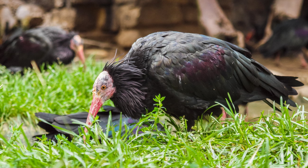 фото "The Northern Bald Ibis or Waldrapp (Geronticus eremita)" метки: природа, The Northern Bald Ibis or Wald