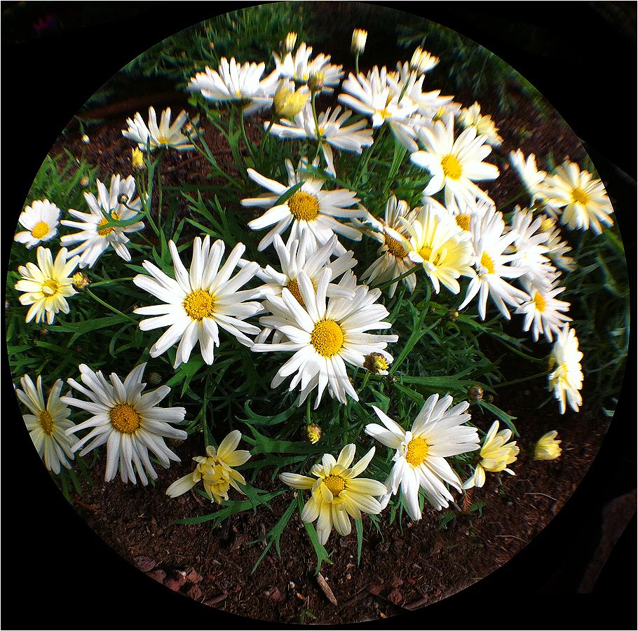 photo "Fisheye view to the flower bed." tags: nature, macro and close-up, fisheye, flower bed