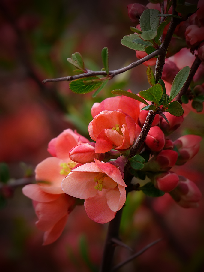 photo "***" tags: nature, flowers