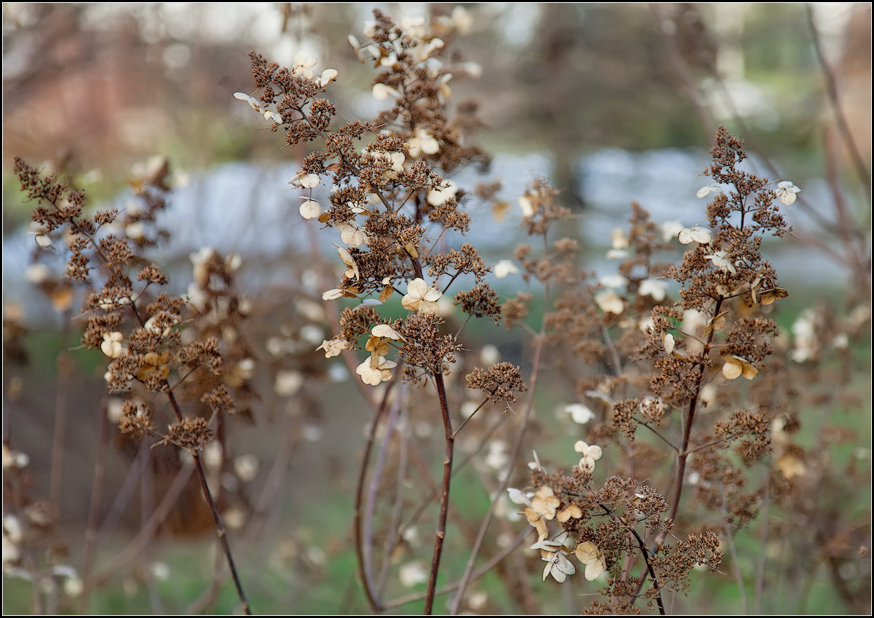 photo "endured winter" tags: nature, 