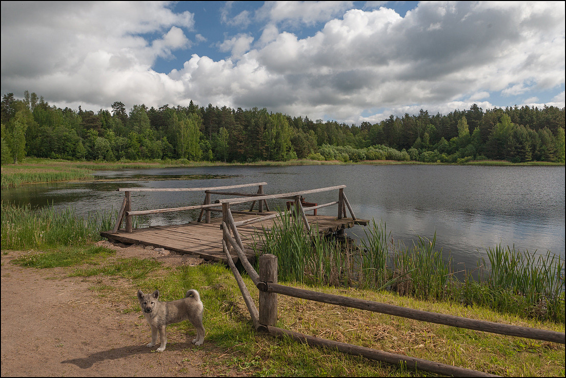 photo "Landscape with a a traveling companion" tags: landscape, genre, travel, Пушкиногорье