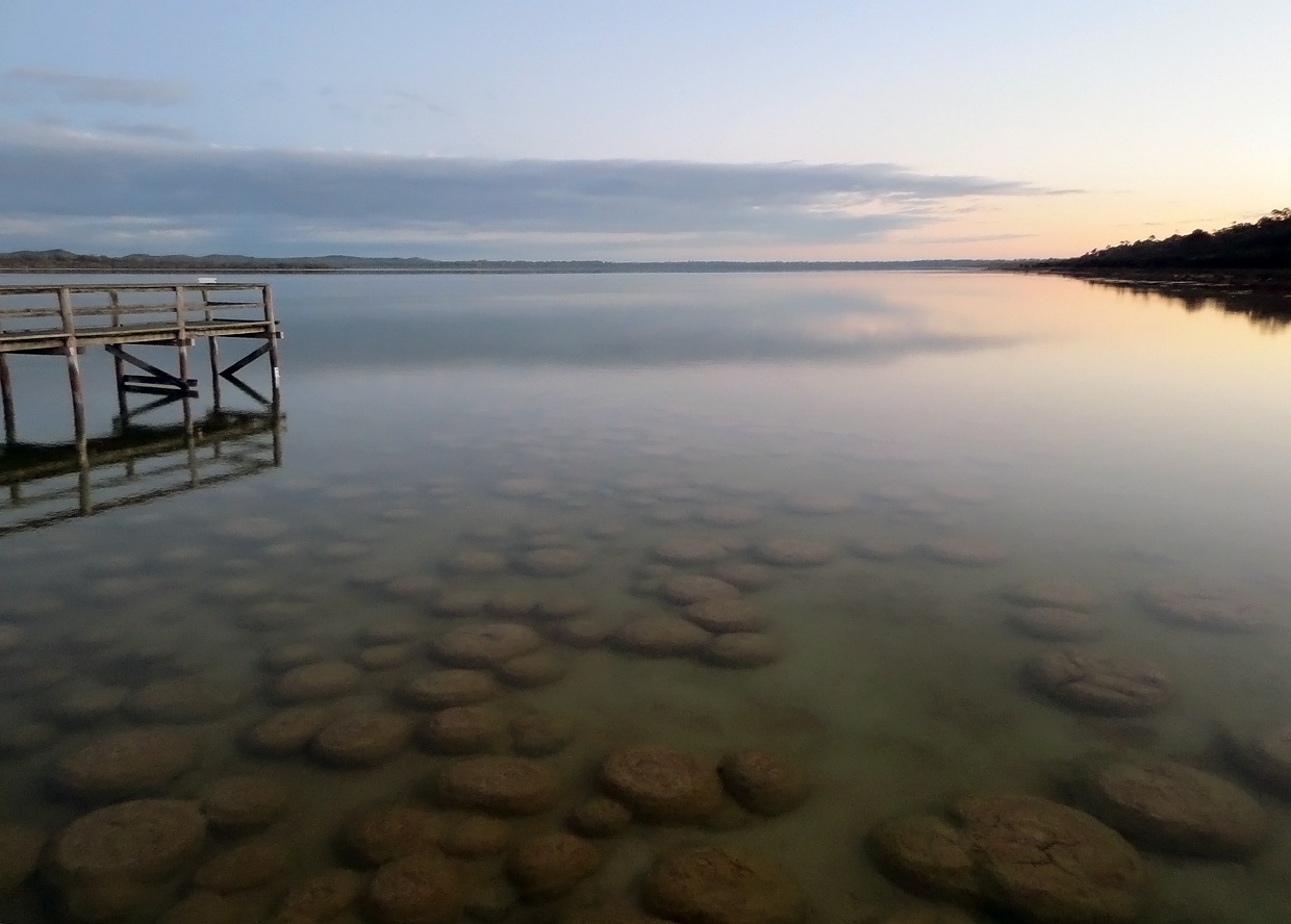 photo "Lake Clifton. Thrombolites" tags: , 