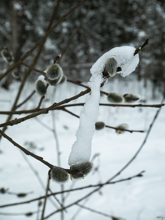 photo "***" tags: macro and close-up, forest, spring