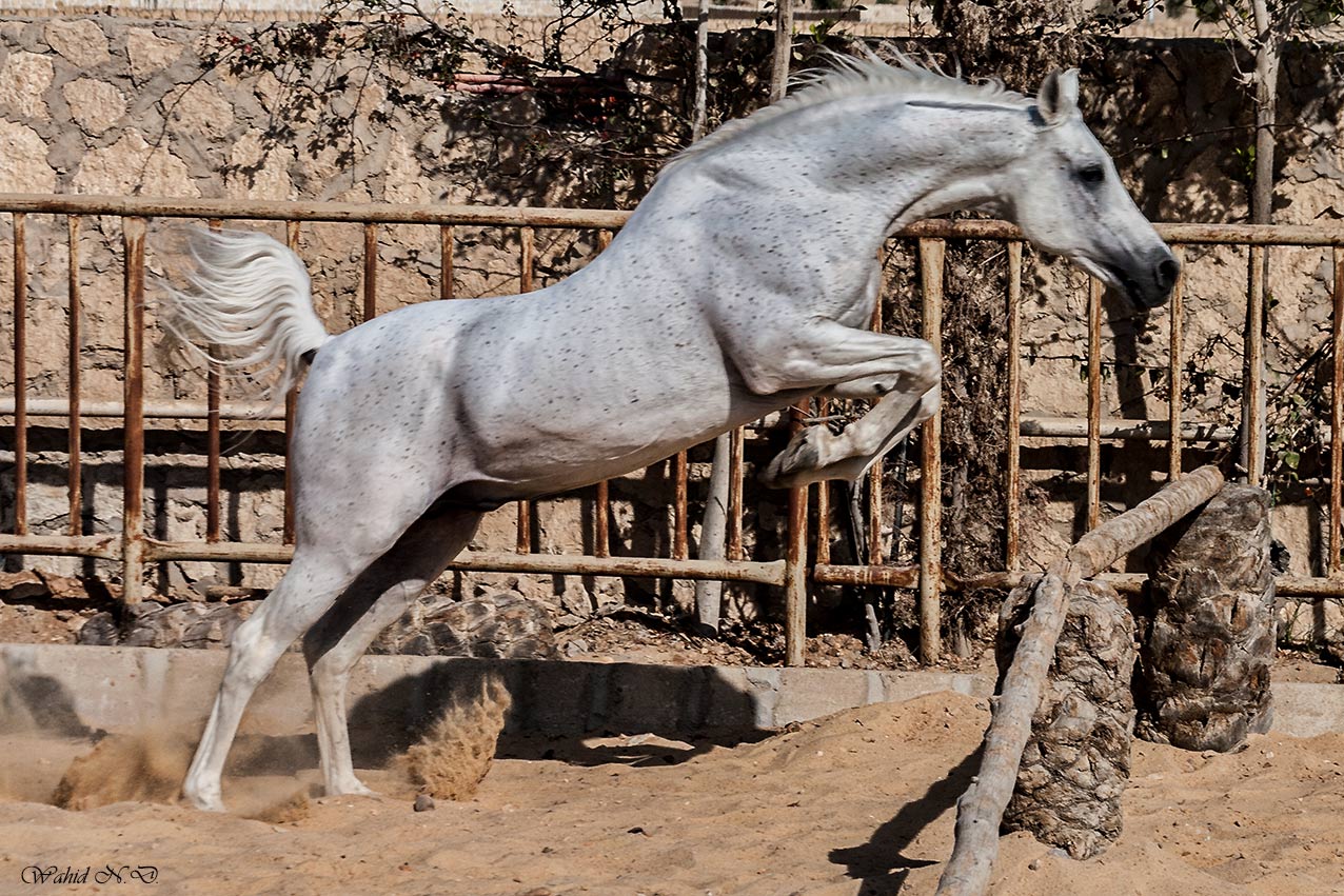 фото "Stretching" метки: спорт, репортаж, Африка, домашние животные