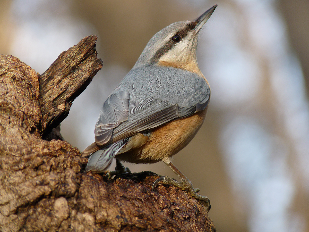 photo "***" tags: nature, wild animals