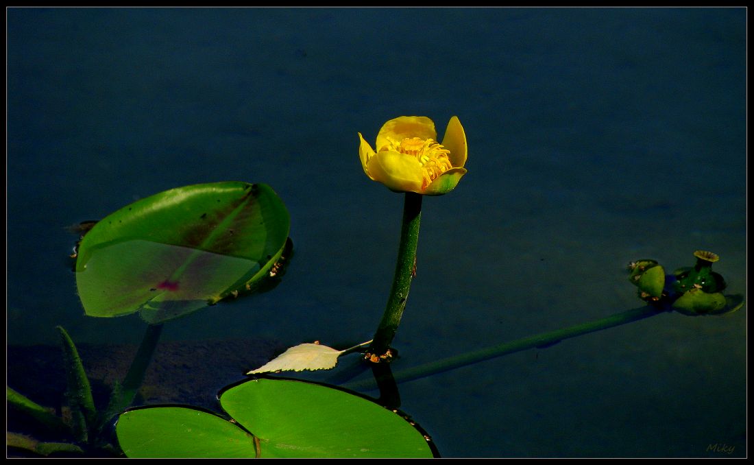 photo "Patch of silence and light..." tags: nature, 