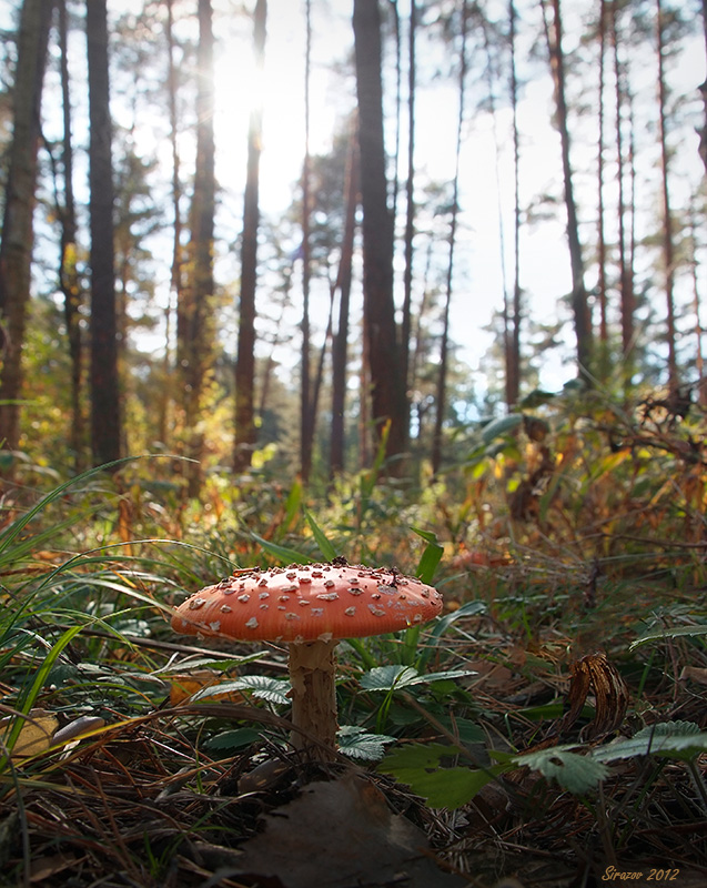 photo "Autumn light. Etude" tags: landscape, nature, 