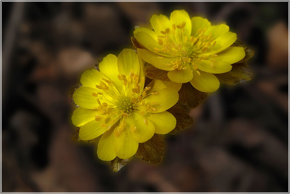 photo "***" tags: macro and close-up, flowers, spring