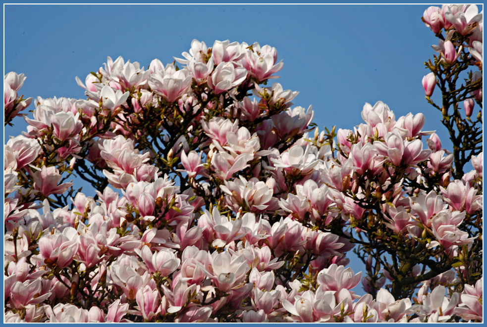 photo "Magnolia" tags: nature, macro and close-up, Magnolie, magnolia