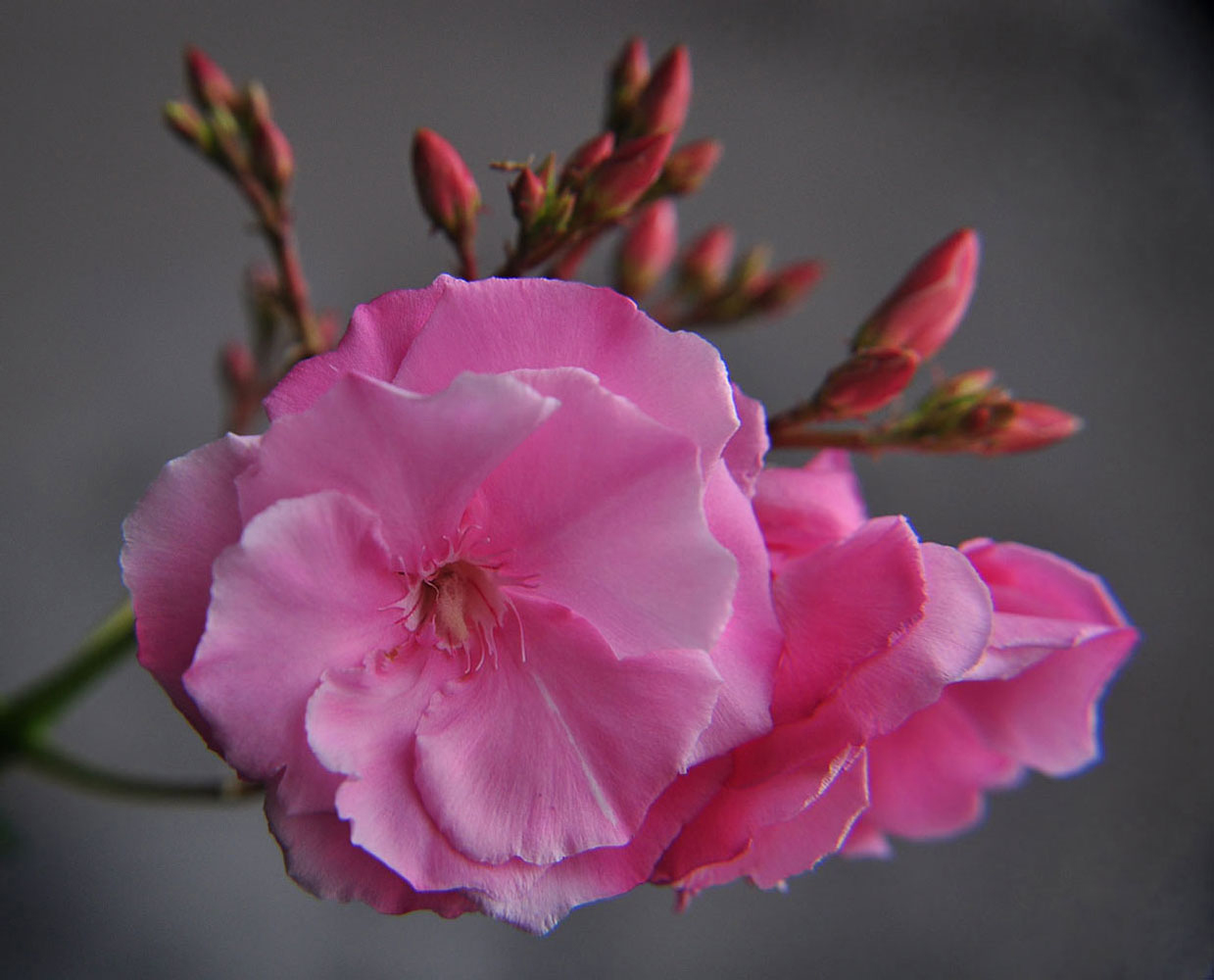 photo "***" tags: nature, macro and close-up, цветок Олеандр