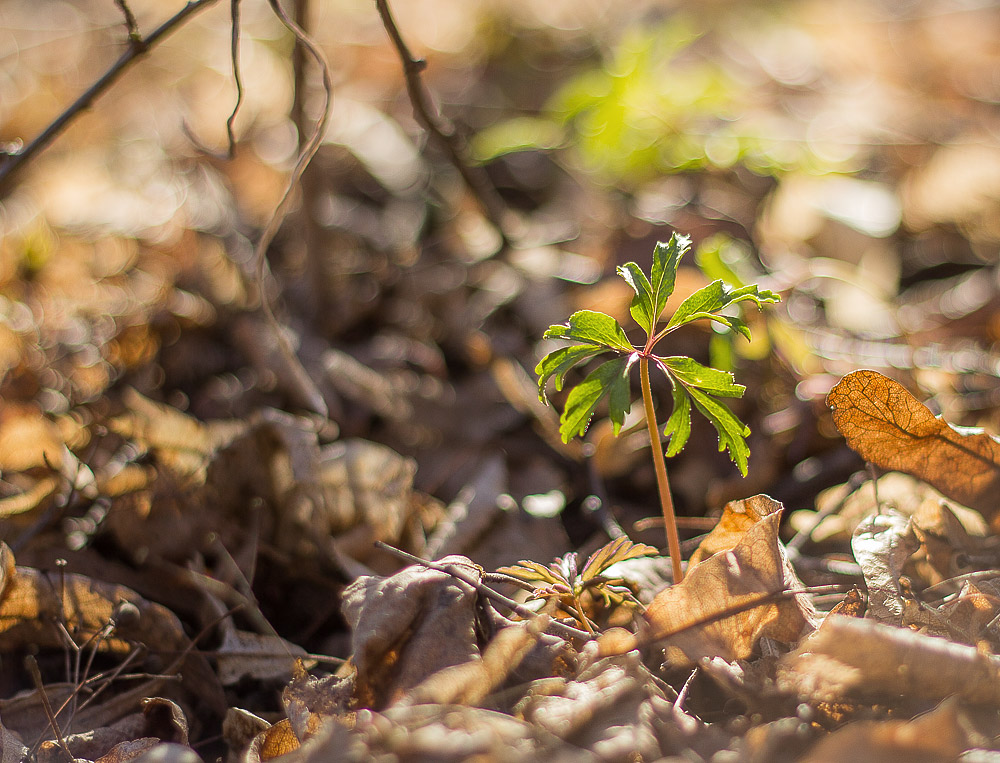 фото "***" метки: природа, 