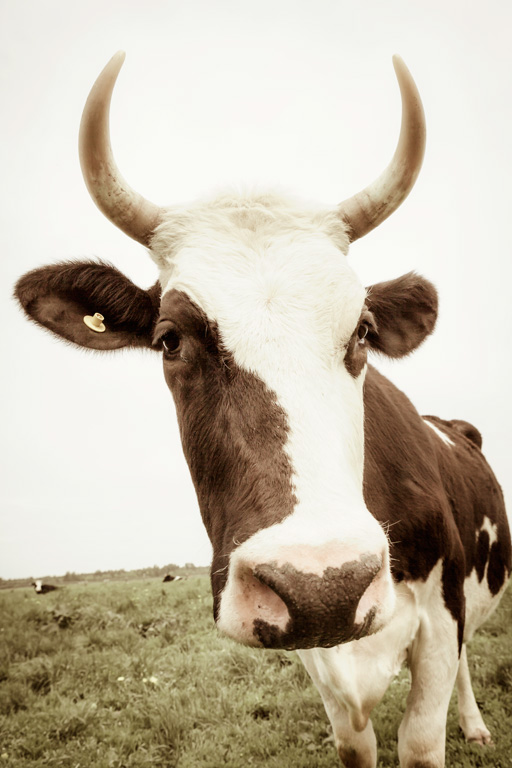 photo "Portrait of heifer" tags: nature, humor, 
