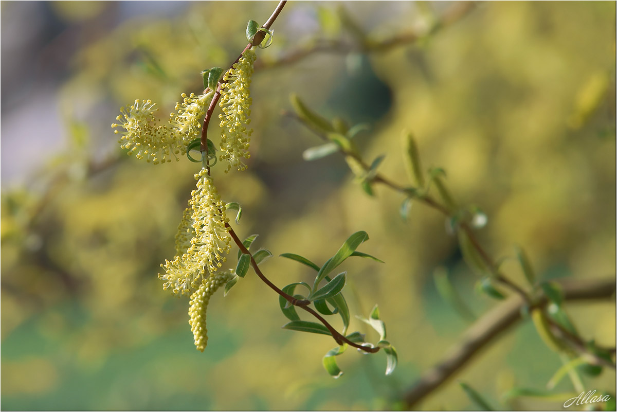 photo "***" tags: macro and close-up, fragment, nature, 