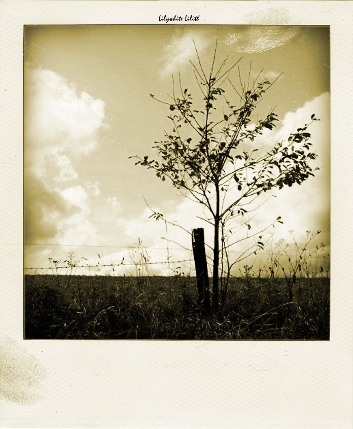 photo "tree of hope" tags: landscape, nature, 