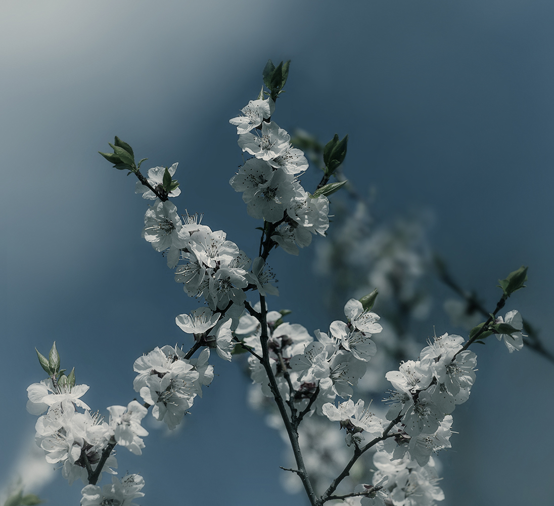 photo "***" tags: nature, macro and close-up, 